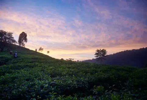 The hillsides surrounding Erebero Hills, Uganda