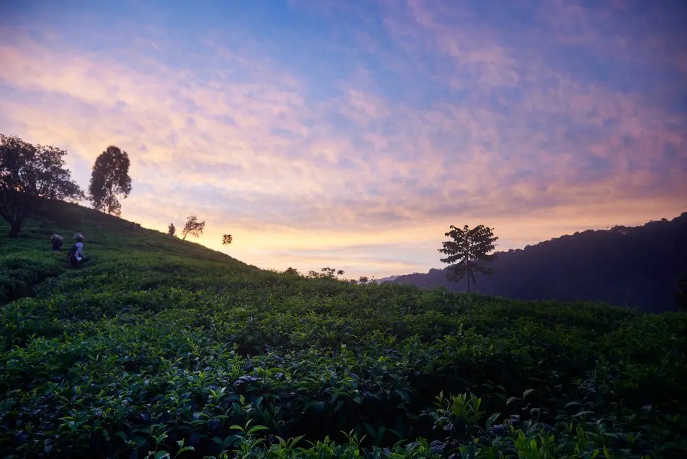 The hillsides surrounding Erebero Hills, Uganda