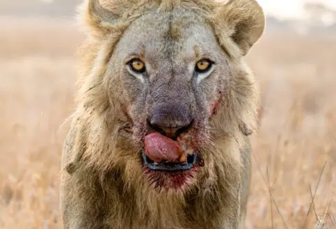 A lion staring into the camera, Ruaha National Park, Tanzania.