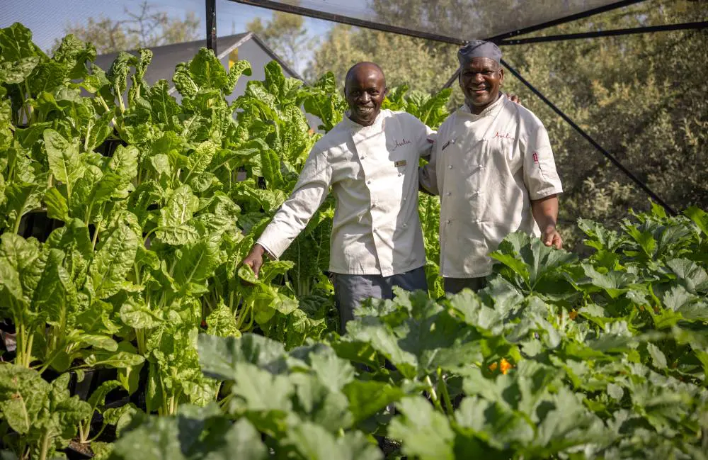 Chefs in the vertical garden at Encounter Mara Camp, Mara Naboisho Conservancy, Kenya.
