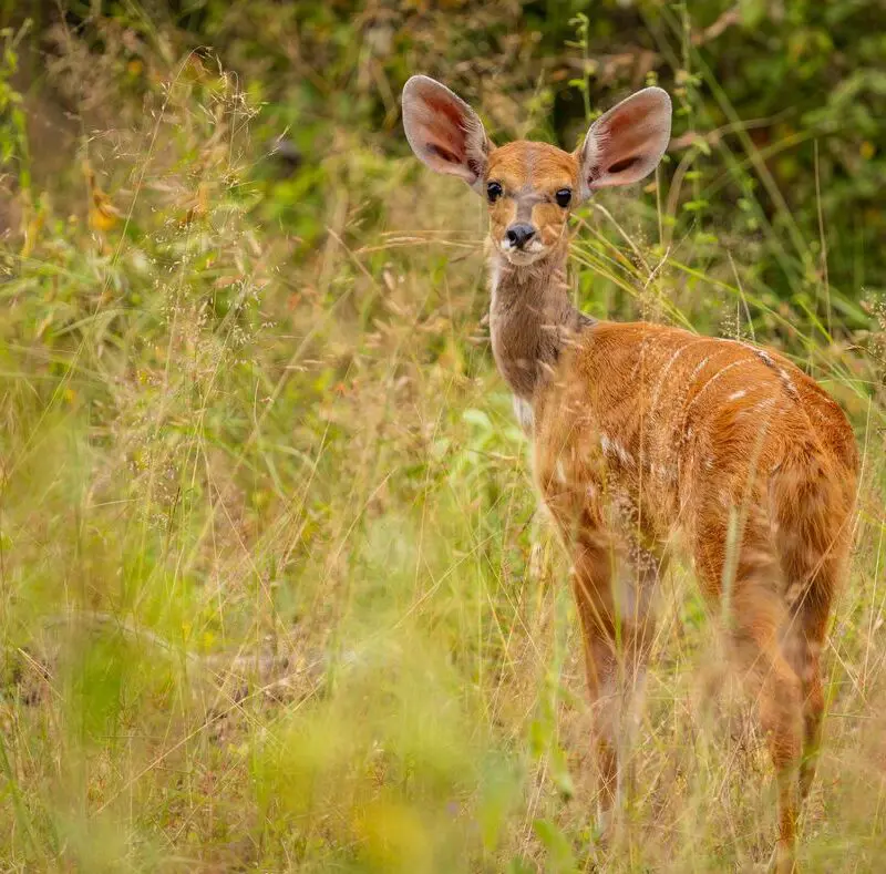 A young nyala antelope standing in tall grass, looking directly ahead with large ears raised