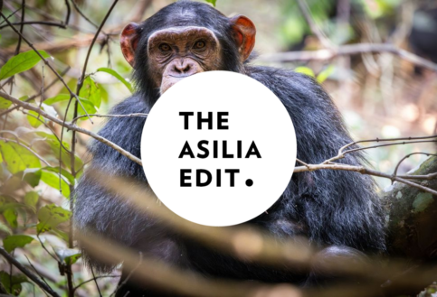 Asilia Edit Blog covers