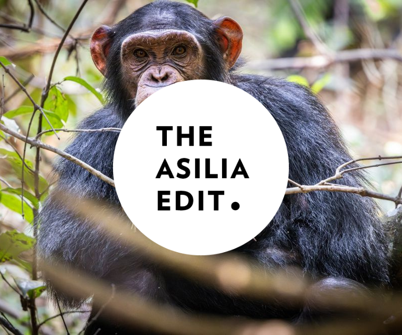 Asilia Edit Blog covers