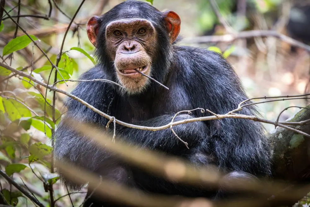 A chimpanzee in Rubondo Island National Park, Tanzania.