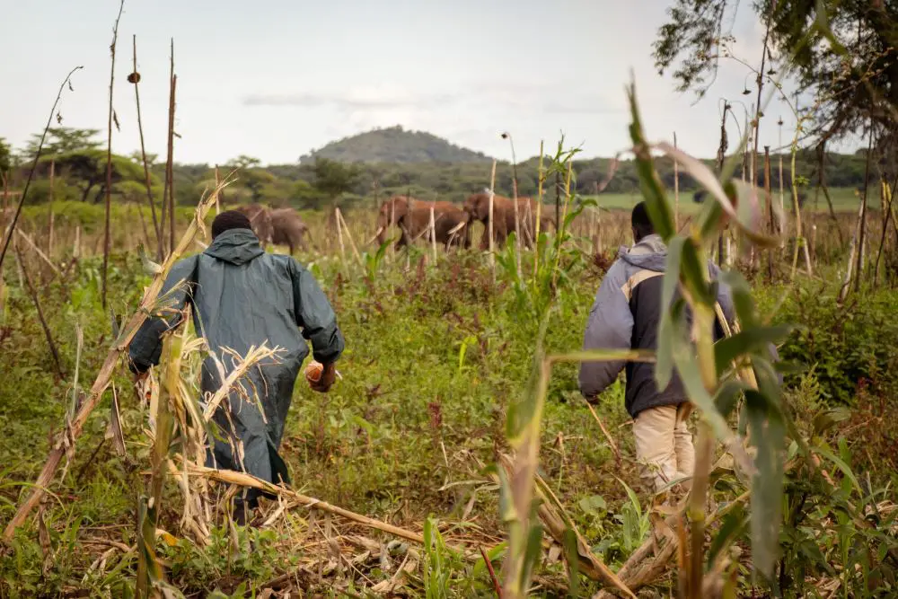 Farmers trying to move elephants away from their crops, northern Tanzania.