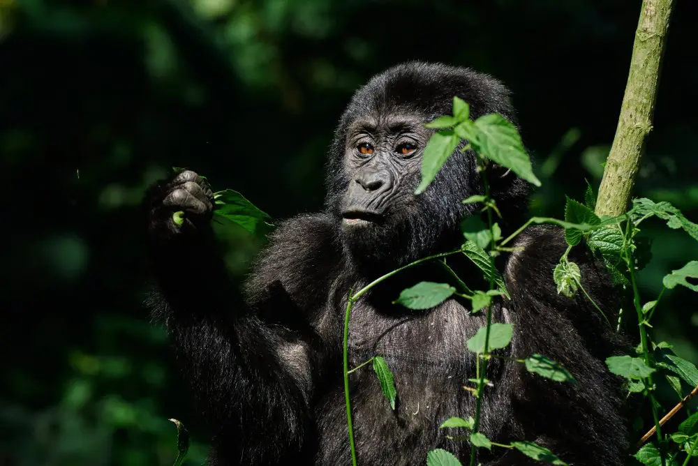 A mountain gorilla in the Bwindi Impenetrable Forest, Uganda.