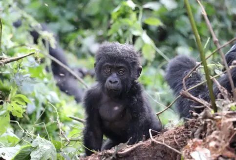 A young gorilla looks into the camera, Bwindi Impenetrable Forest, Uganda.