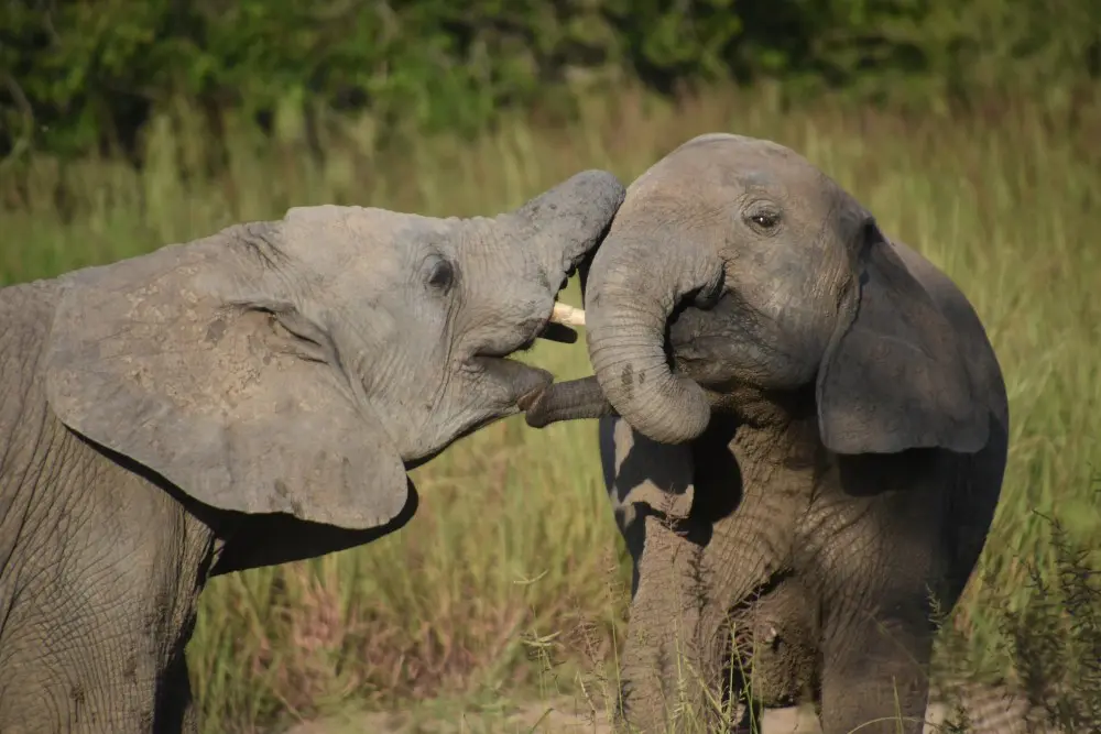 Elephants in Ruaha National Park, Tanzania.