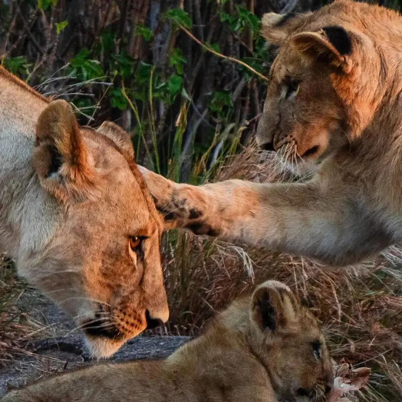 Two lionesses and a young cub interact on a rocky outcrop in warm evening light, with one lioness leaning in to nuzzle the cub while a sub-adult playfully reaches a paw towards her face, near Dunia Camp in the Serengeti, Tanzania.