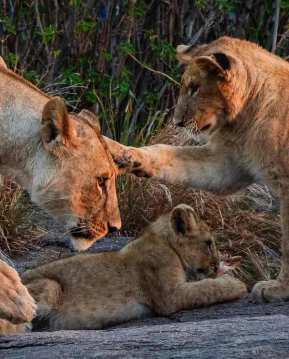 Two lionesses and a young cub interact on a rocky outcrop in warm evening light, with one lioness leaning in to nuzzle the cub while a sub-adult playfully reaches a paw towards her face, near Dunia Camp in the Serengeti, Tanzania.