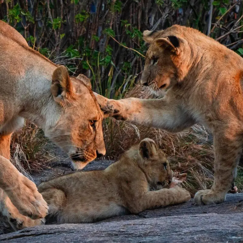 Two lionesses and a young cub interact on a rocky outcrop in warm evening light, with one lioness leaning in to nuzzle the cub while a sub-adult playfully reaches a paw towards her face, near Dunia Camp in the Serengeti, Tanzania.