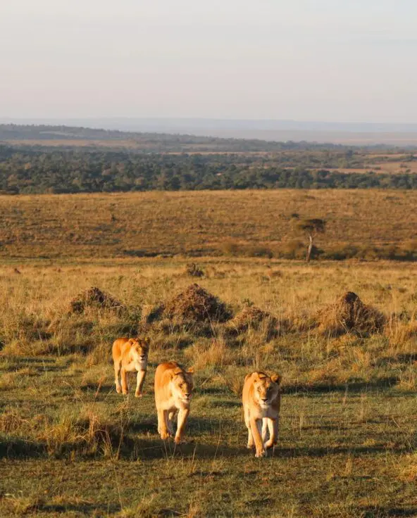 Two lionesses walk side by side across open golden savannah plains in warm early morning light, with the vast Masai Mara landscape and distant escarpment stretching behind them, near Rekero Camp, Kenya.