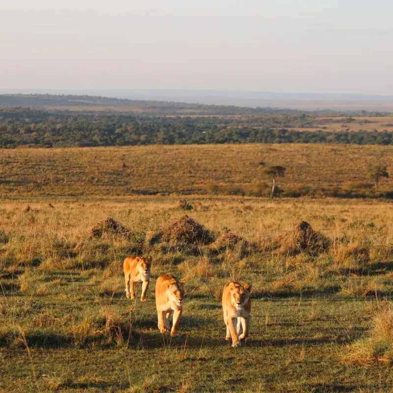 Two lionesses walk side by side across open golden savannah plains in warm early morning light, with the vast Masai Mara landscape and distant escarpment stretching behind them, near Rekero Camp, Kenya.