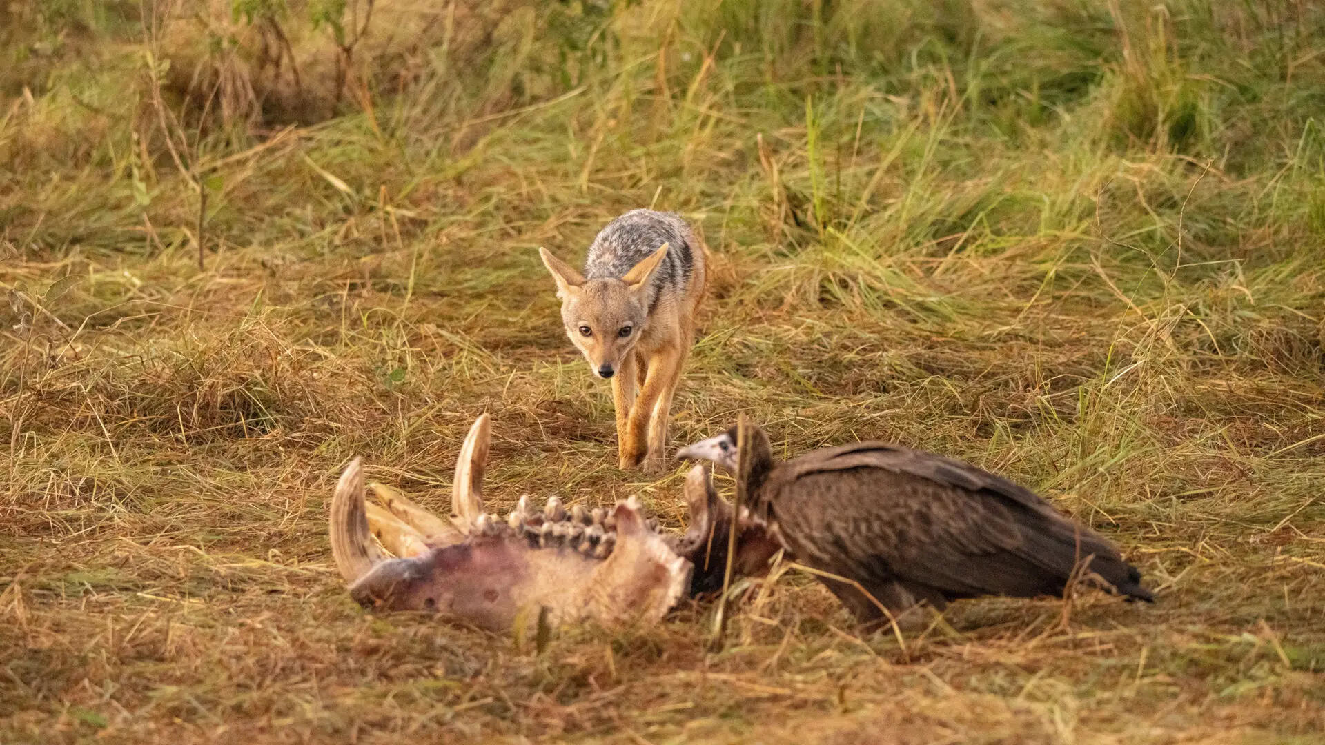 A black-backed jackal cautiously approaches a wildebeest skull on dry grassland while a vulture feeds nearby, in a standoff over remains on the Maasai Mara plains near Rekero Camp, Kenya.