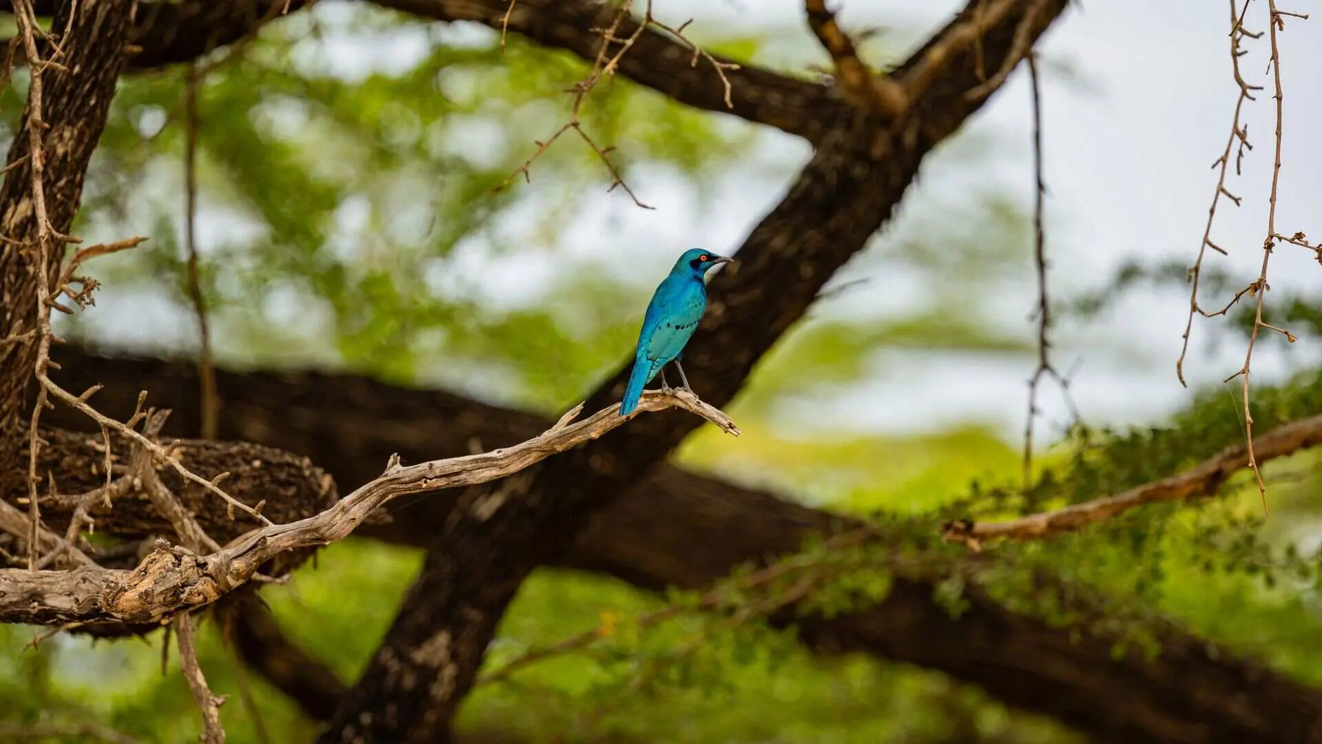 A brilliant turquoise starling with a red eye perches on a bare branch framed by dark tree limbs and soft green foliage in Nyerere National Park, Tanzania.