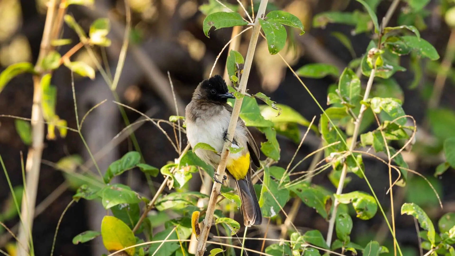 A dark-capped bulbul with a black head, white breast and bright yellow vent clings to a thin stem among green leaves in Nyerere National Park, Tanzania.