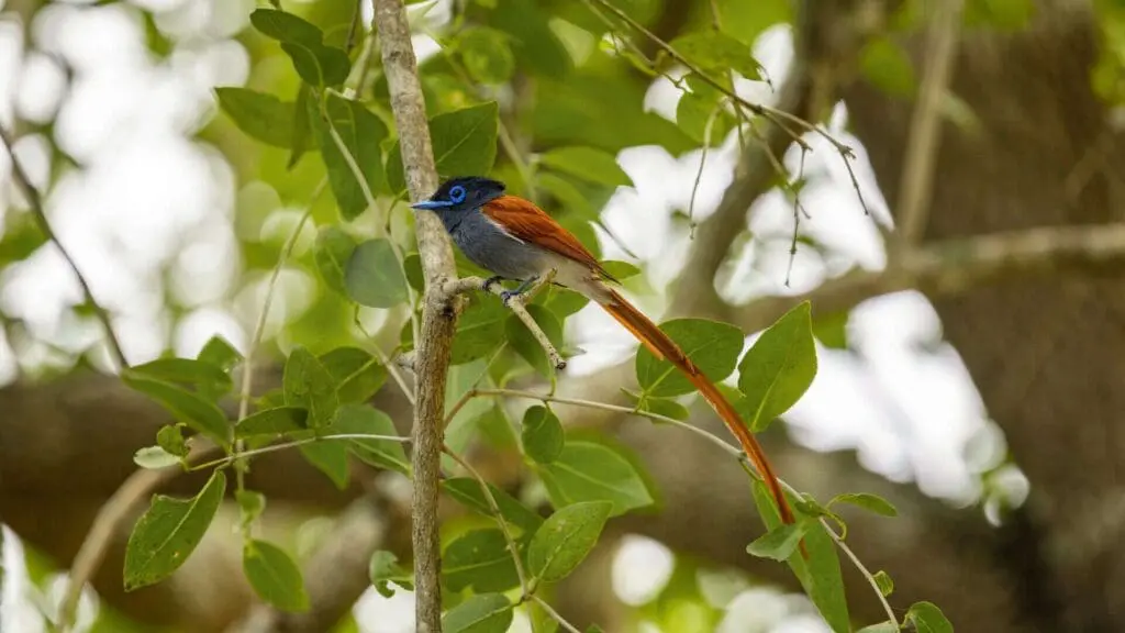 An African paradise flycatcher with a dark blue head, striking blue eye ring and long chestnut tail streamers perches on a slender branch amid green leaves in Nyerere National Park, Tanzania.