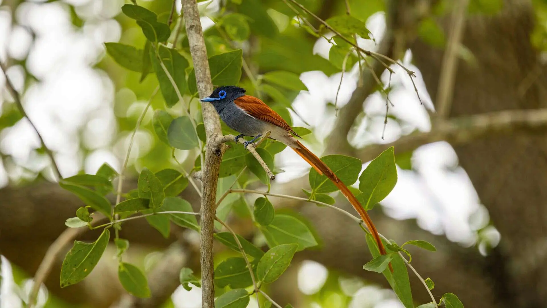 An African paradise flycatcher with a dark blue head, striking blue eye ring and long chestnut tail streamers perches on a slender branch amid green leaves in Nyerere National Park, Tanzania.