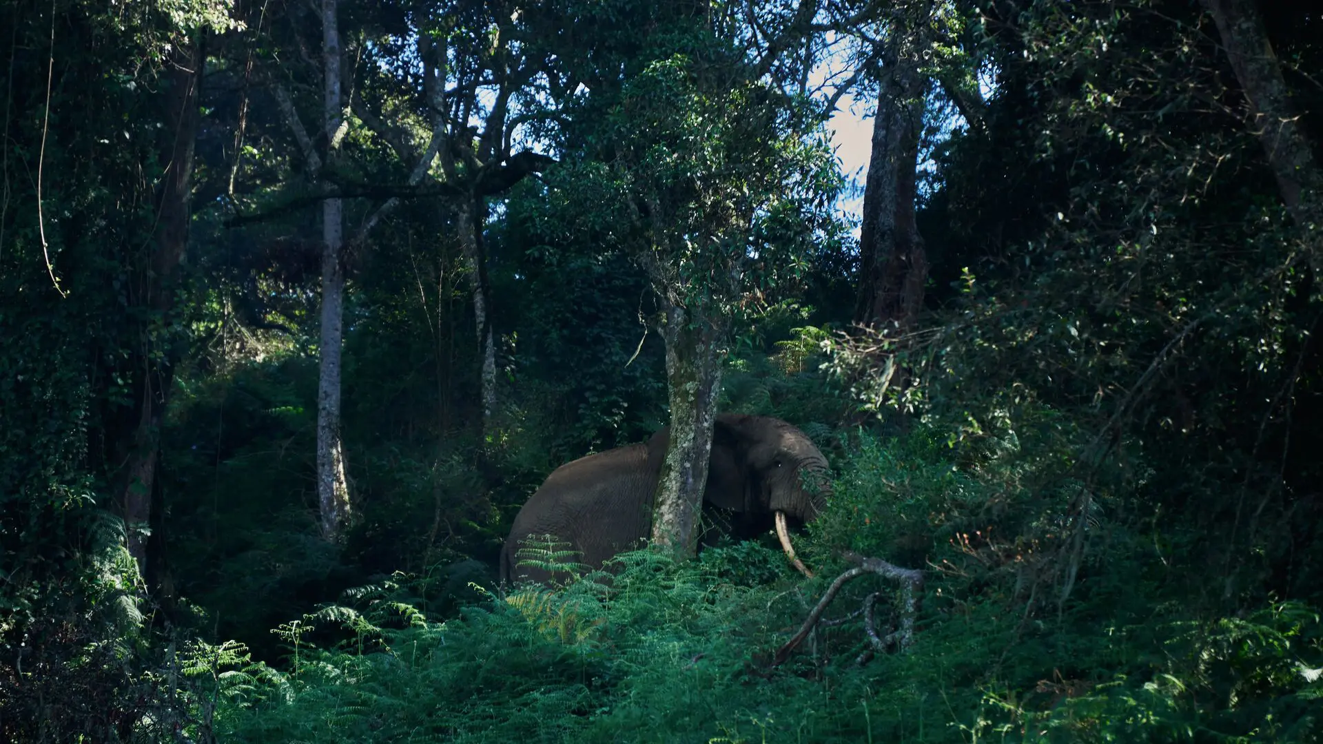 An elephant walks through the thick forest - Bwindi Impenetrable Forest