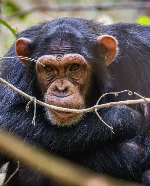 A chimpanzee rests among branches in the forest, looking directly at the camera with warm brown eyes and a calm, contemplative expression, on Rubondo Island, Lake Victoria, Tanzania.