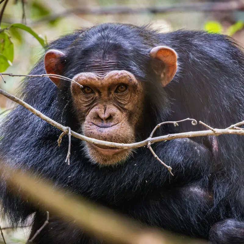 A chimpanzee rests among branches in the forest, looking directly at the camera with warm brown eyes and a calm, contemplative expression, on Rubondo Island, Lake Victoria, Tanzania.