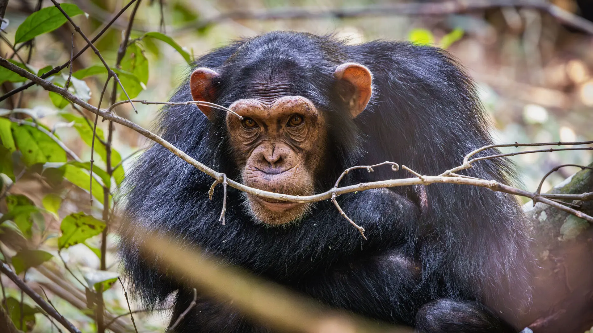 A chimpanzee rests among branches in the forest, looking directly at the camera with warm brown eyes and a calm, contemplative expression, on Rubondo Island, Lake Victoria, Tanzania.