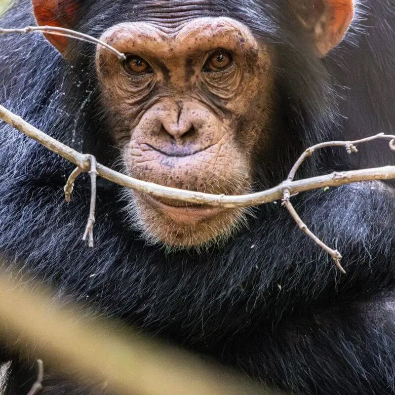 A chimpanzee rests among branches in the forest, looking directly at the camera with warm brown eyes and a calm, contemplative expression, on Rubondo Island, Lake Victoria, Tanzania.