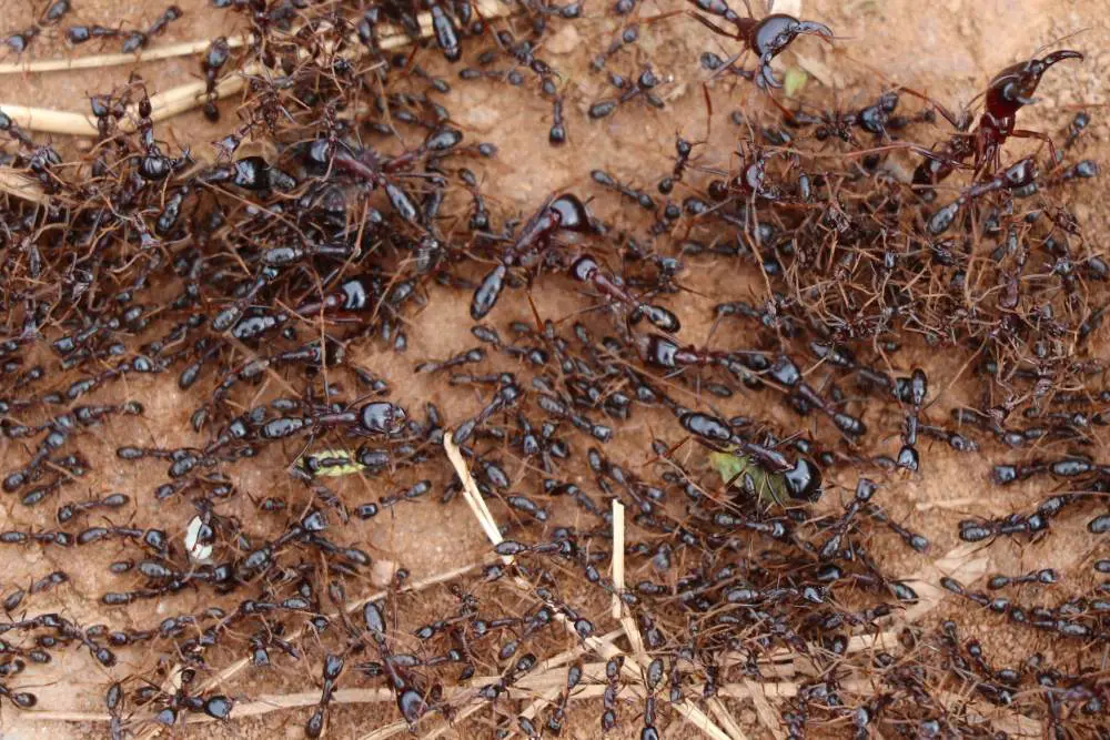A column of safari ants, East Africa.