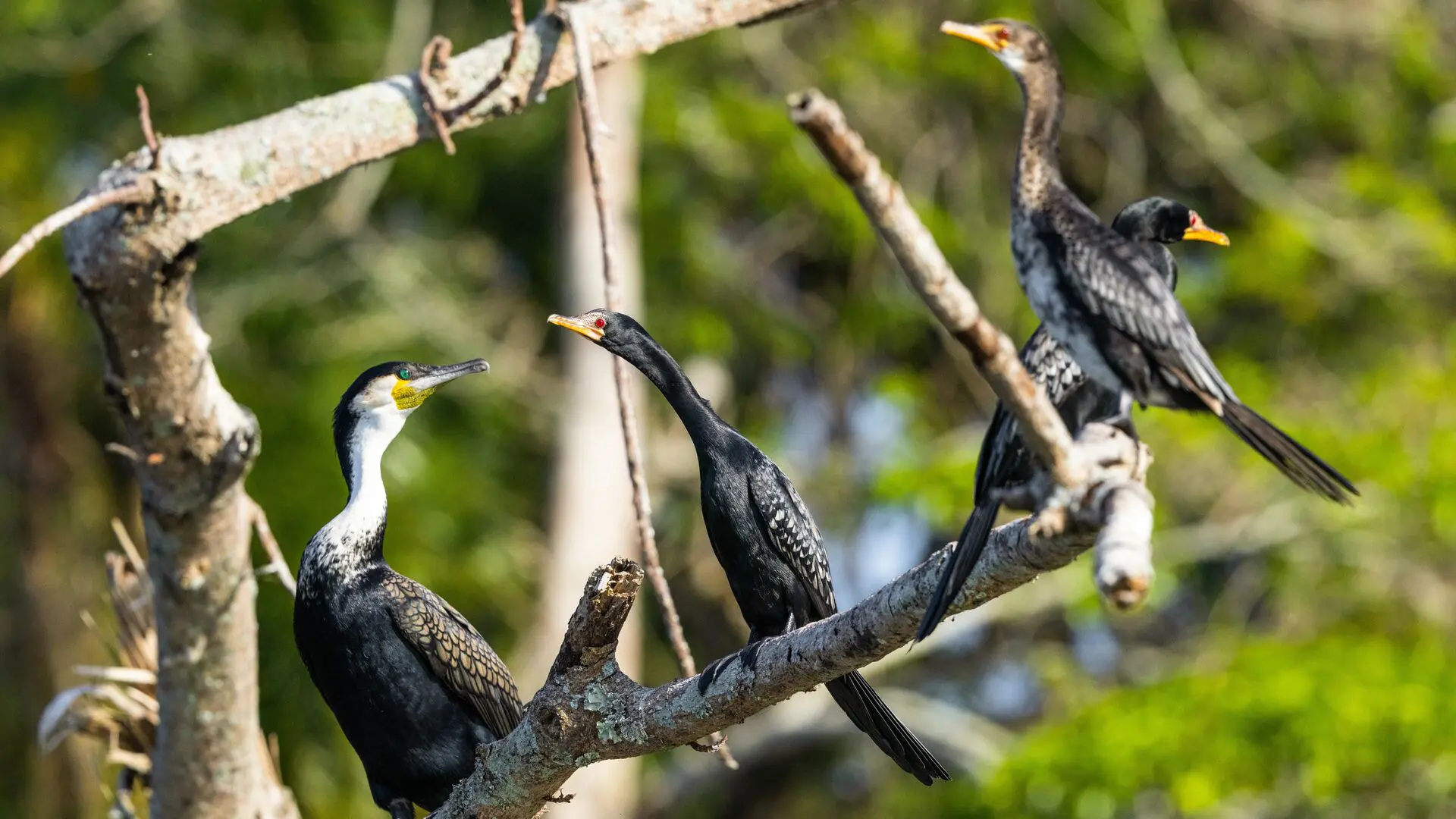 Three cormorants perch on bare branches overhanging the water, one with wings outstretched to dry, on Rubondo Island, Lake Victoria, Tanzania.