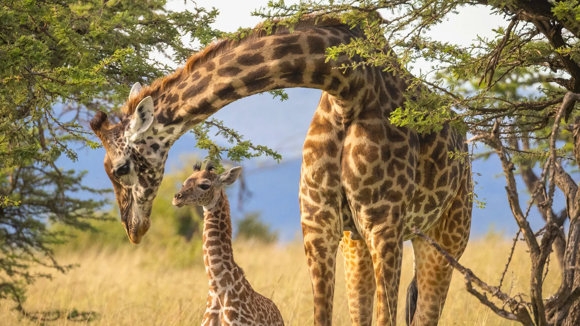 A giraffe mother curves her neck protectively over her small calf among acacia trees and dry savannah grass in Naboisho Conservancy, Kenya.