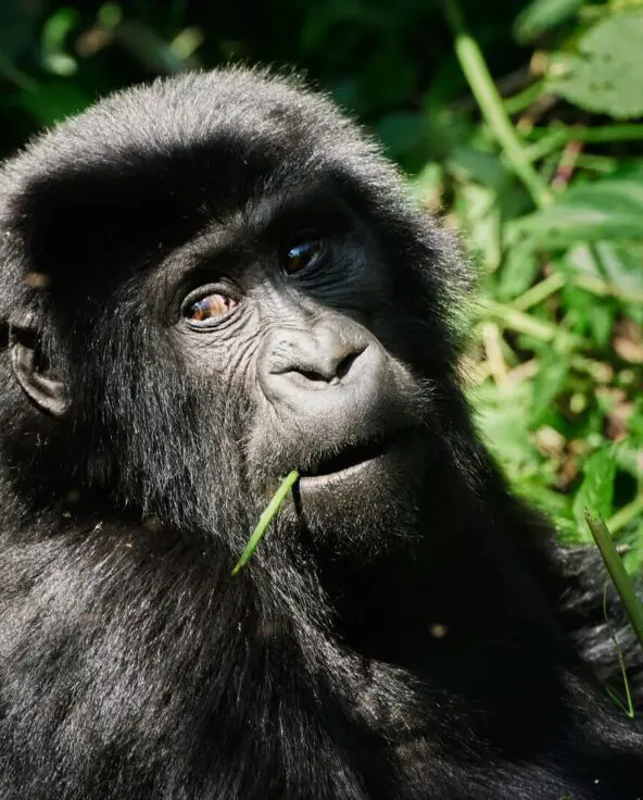 Close-up portrait of a young mountain gorilla chewing on a green stem, looking upward with warm brown eyes amid lush vegetation in Bwindi Impenetrable Forest, Uganda.