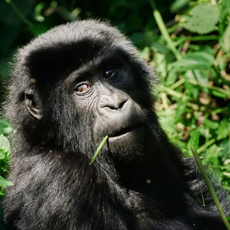 Close-up portrait of a young mountain gorilla chewing on a green stem, looking upward with warm brown eyes amid lush vegetation in Bwindi Impenetrable Forest, Uganda.