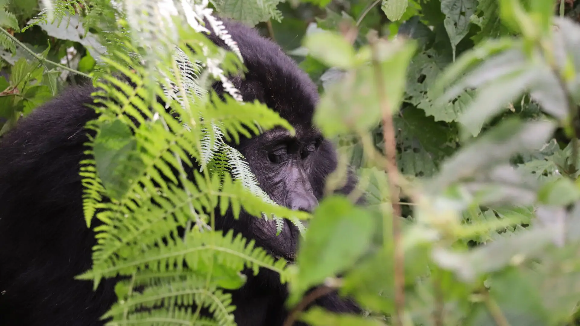 A mountain gorilla peers through dense fern fronds and green foliage in the misty undergrowth of Bwindi Impenetrable Forest, Uganda, only partially visible among the vegetation.