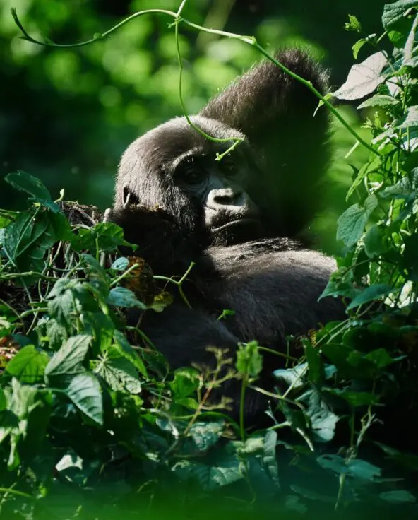 A mountain gorilla rests among dense green vegetation in dappled forest light, one hand raised to its chin, gazing calmly through trailing vines in Bwindi Impenetrable Forest, Uganda.