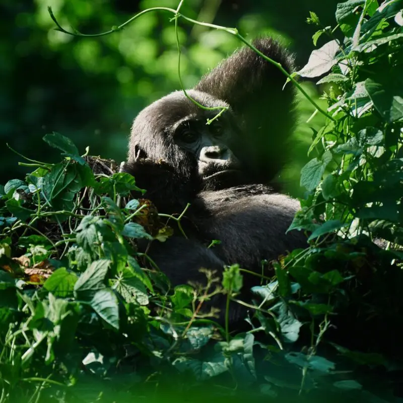 A mountain gorilla rests among dense green vegetation in dappled forest light, one hand raised to its chin, gazing calmly through trailing vines in Bwindi Impenetrable Forest, Uganda.