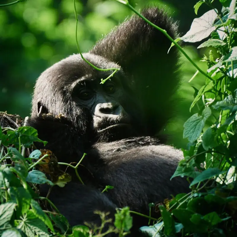 A mountain gorilla rests among dense green vegetation in dappled forest light, one hand raised to its chin, gazing calmly through trailing vines in Bwindi Impenetrable Forest, Uganda.