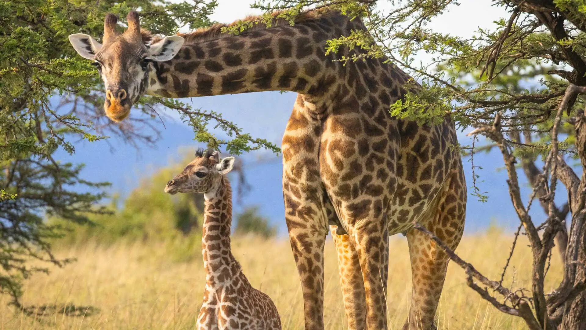 A mother giraffe stoops over her baby on the plains of Kenya
