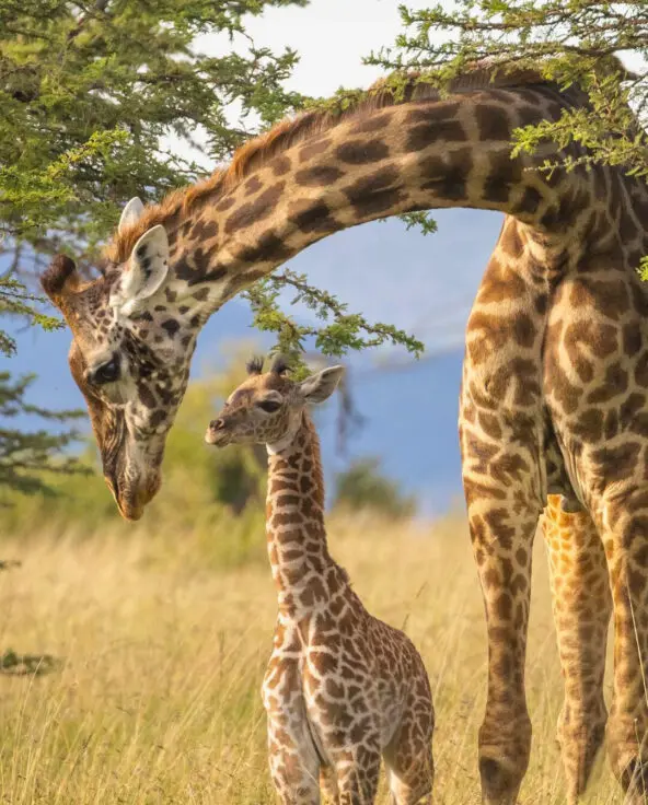 A mother Masai giraffe bends her long neck down to nuzzle her young calf, standing together in golden grassland beneath an acacia tree in Naboisho Conservancy, Kenya.