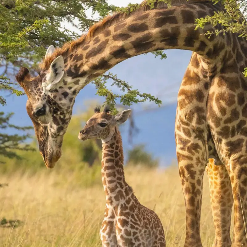 A mother Masai giraffe bends her long neck down to nuzzle her young calf, standing together in golden grassland beneath an acacia tree in Naboisho Conservancy, Kenya.