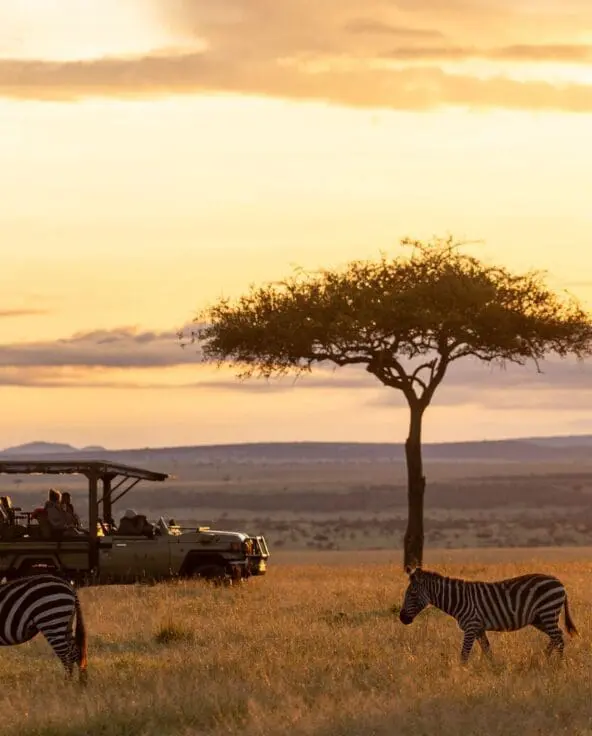 Three zebras graze across golden savannah grassland at sunset while a safari vehicle with guests watches nearby, silhouetted against a lone acacia tree and distant hills in Naboisho Conservancy, Kenya.