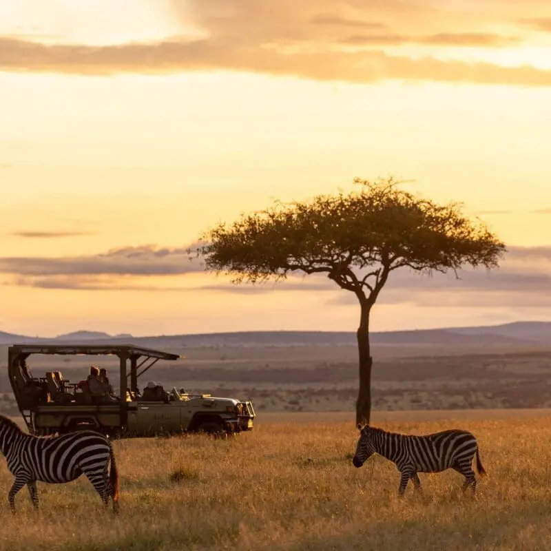 Three zebras graze across golden savannah grassland at sunset while a safari vehicle with guests watches nearby, silhouetted against a lone acacia tree and distant hills in Naboisho Conservancy, Kenya.