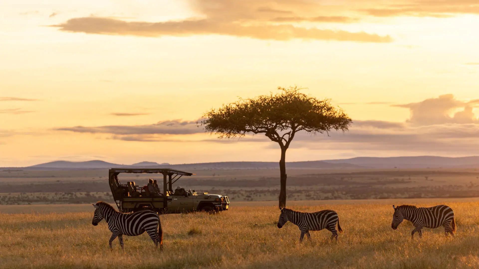 Three zebras graze across golden savannah grassland at sunset while a safari vehicle with guests watches nearby, silhouetted against a lone acacia tree and distant hills in Naboisho Conservancy, Kenya.