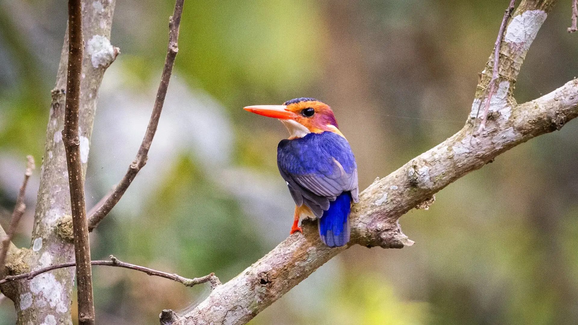 An African pygmy kingfisher with a vivid orange bill, purple cheeks and deep blue plumage perches on a bare branch in the forest on Rubondo Island, Lake Victoria, Tanzania.