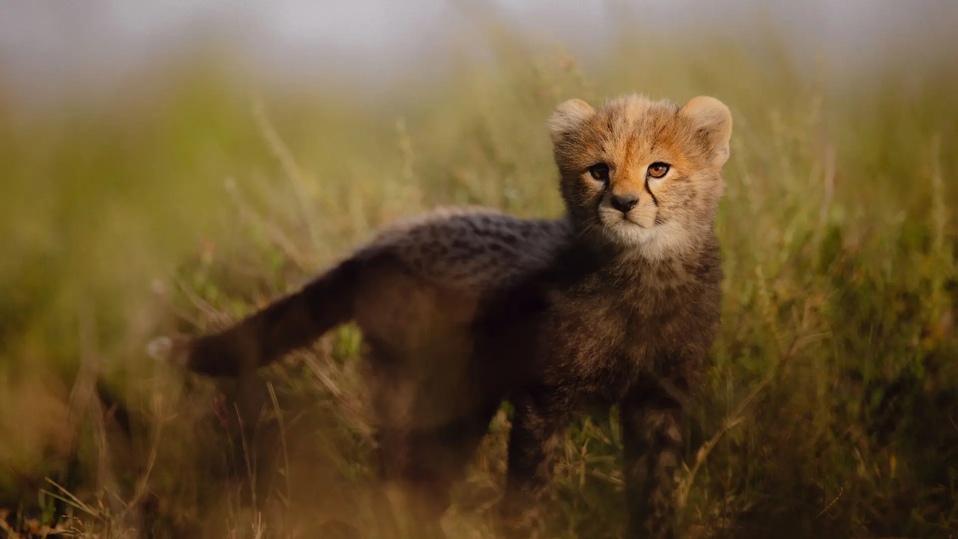 A young cheetah cub with fluffy grey-brown fur and wide amber eyes stands in short grass, looking back over its shoulder on the Serengeti plains, Tanzania.