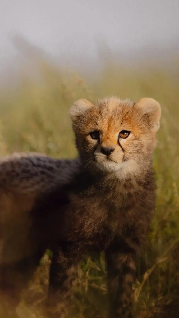Serengeti Cheetah Cub mobile