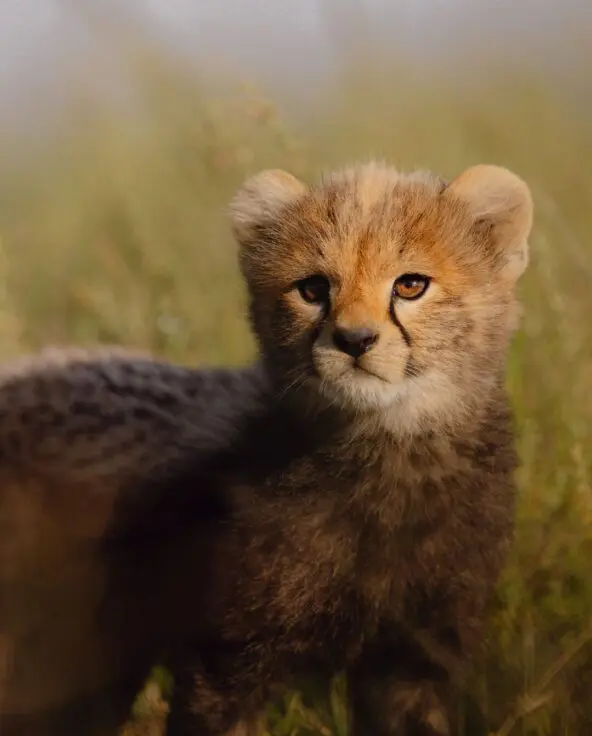 A young cheetah cub with fluffy grey-brown fur and wide amber eyes stands in short grass, looking back over its shoulder on the Serengeti plains, Tanzania.