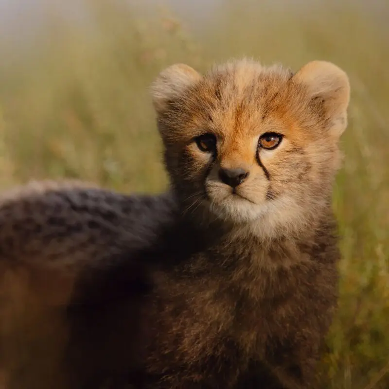 A young cheetah cub with fluffy grey-brown fur and wide amber eyes stands in short grass, looking back over its shoulder on the Serengeti plains, Tanzania.