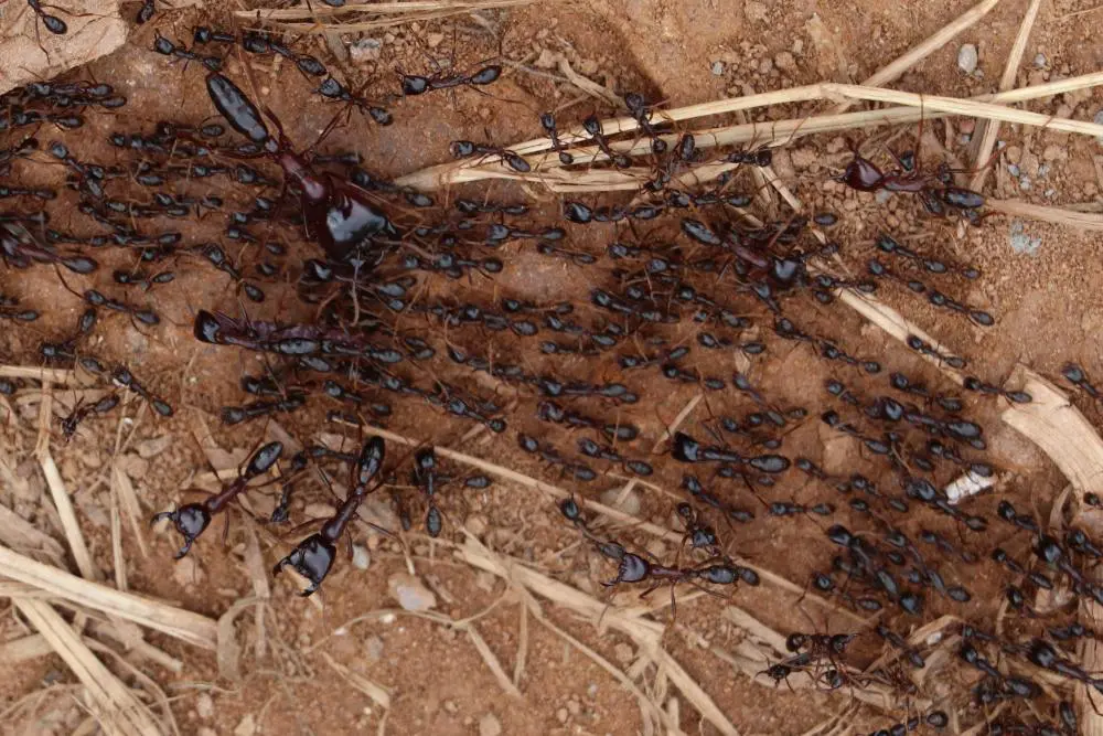 A column of safari ants, Uganda, East Africa.