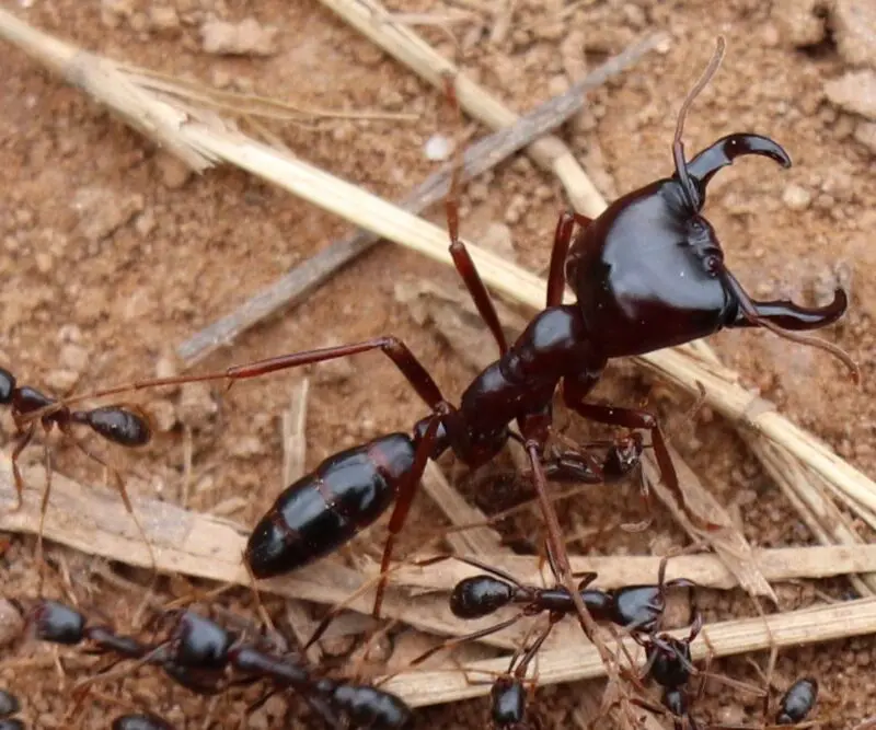 The jaws of a soldier ant, East Africa.