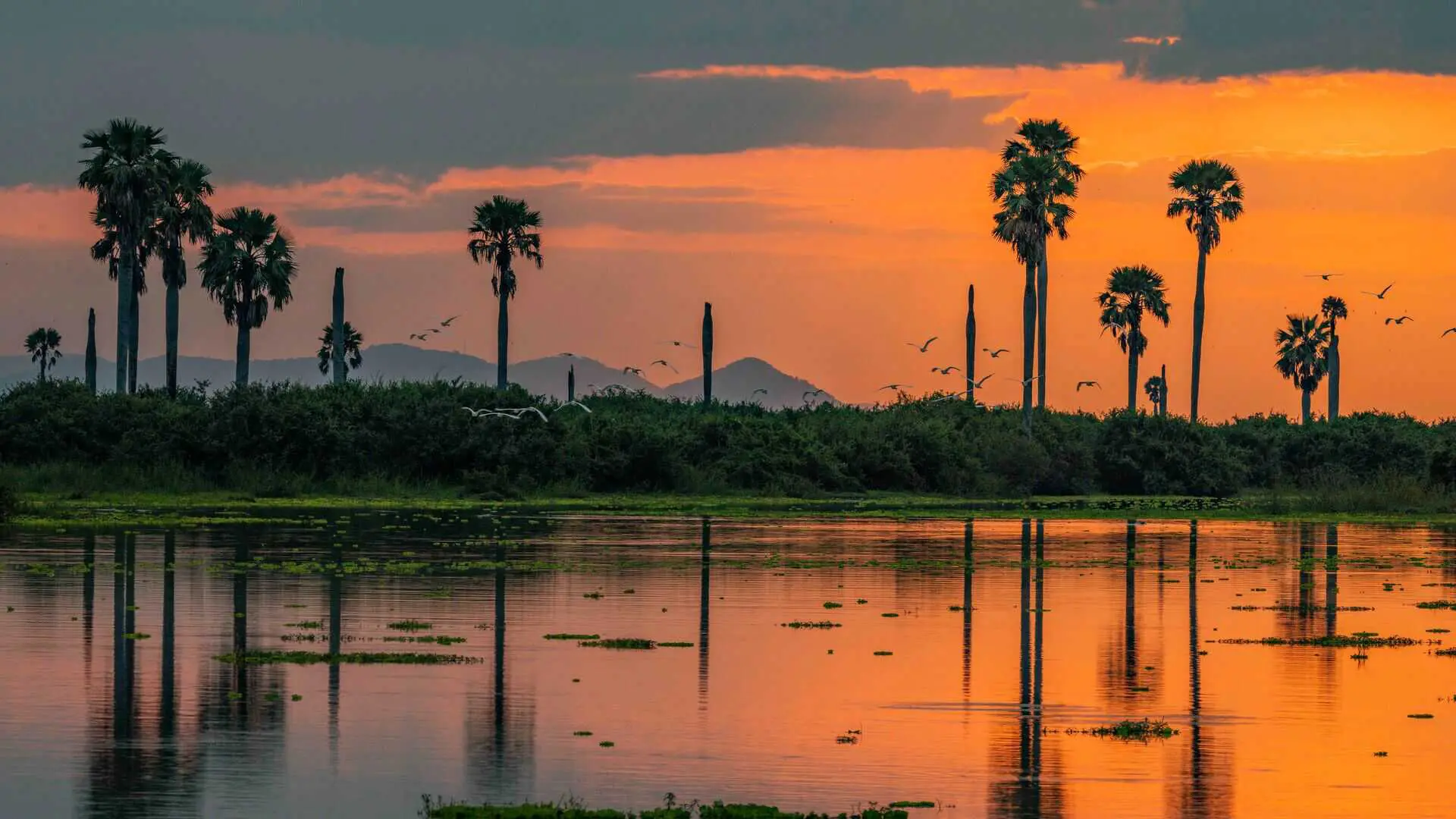Vivid orange and pink sunset reflected in still water, with silhouetted borassus palms, green bush and birds in flight against distant purple mountains, near Roho ya Selous, Nyerere National Park, Tanzania.